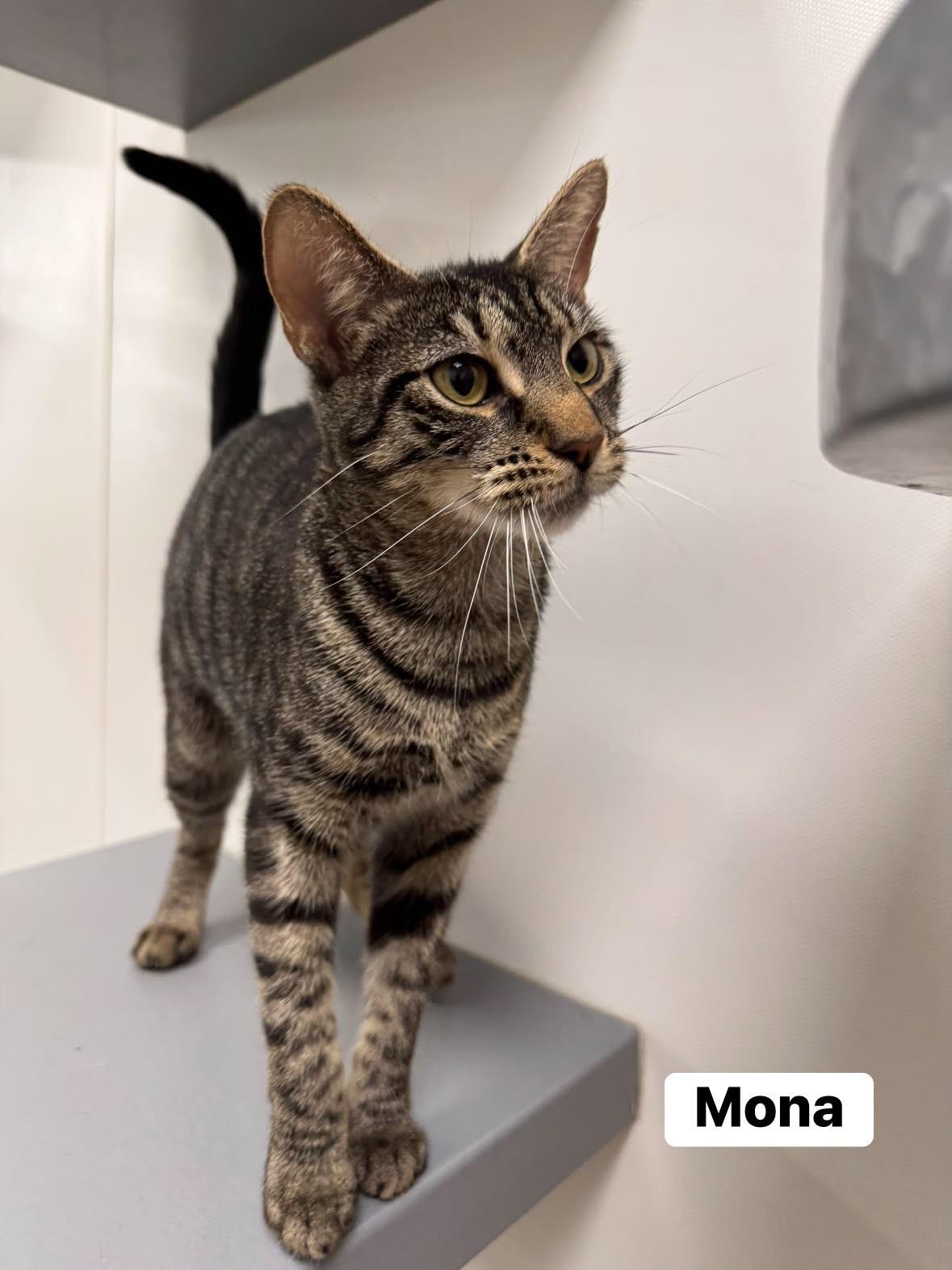 Mona, a ADOPTABLE Domestic Short Hair in Staten Island, NY image 5/5