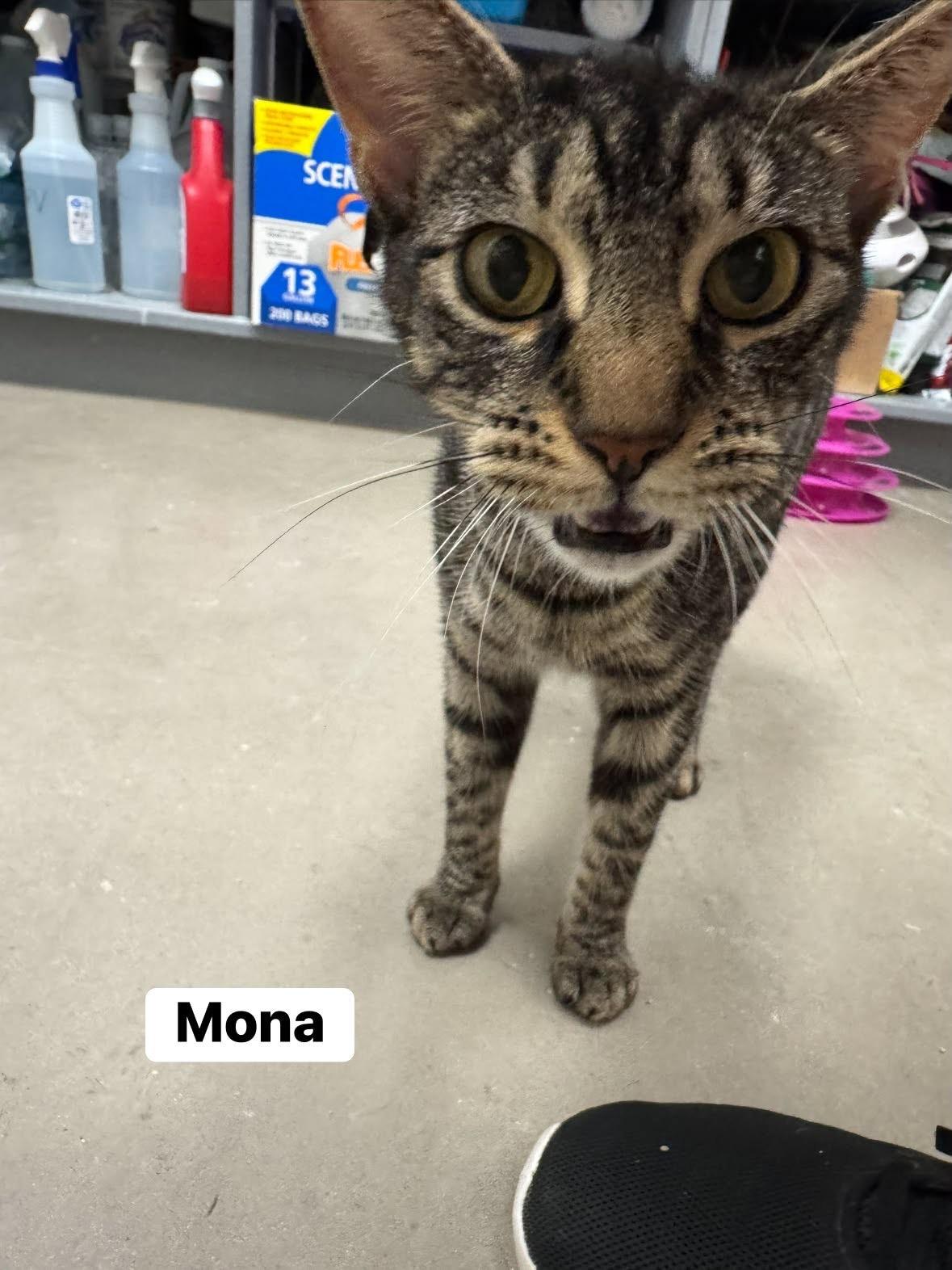 Mona, a ADOPTABLE Domestic Short Hair in Staten Island, NY image 4/5