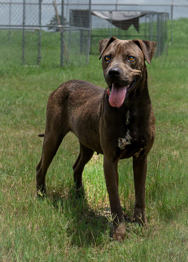 Trinity, Adoptable, Adult Female Mixed Breed.