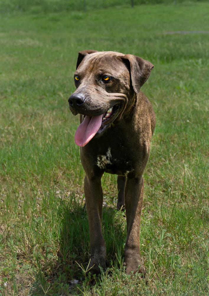 Enlarge Trinity, a Adoptable Mixed Breed in Scott, LA image 2/2