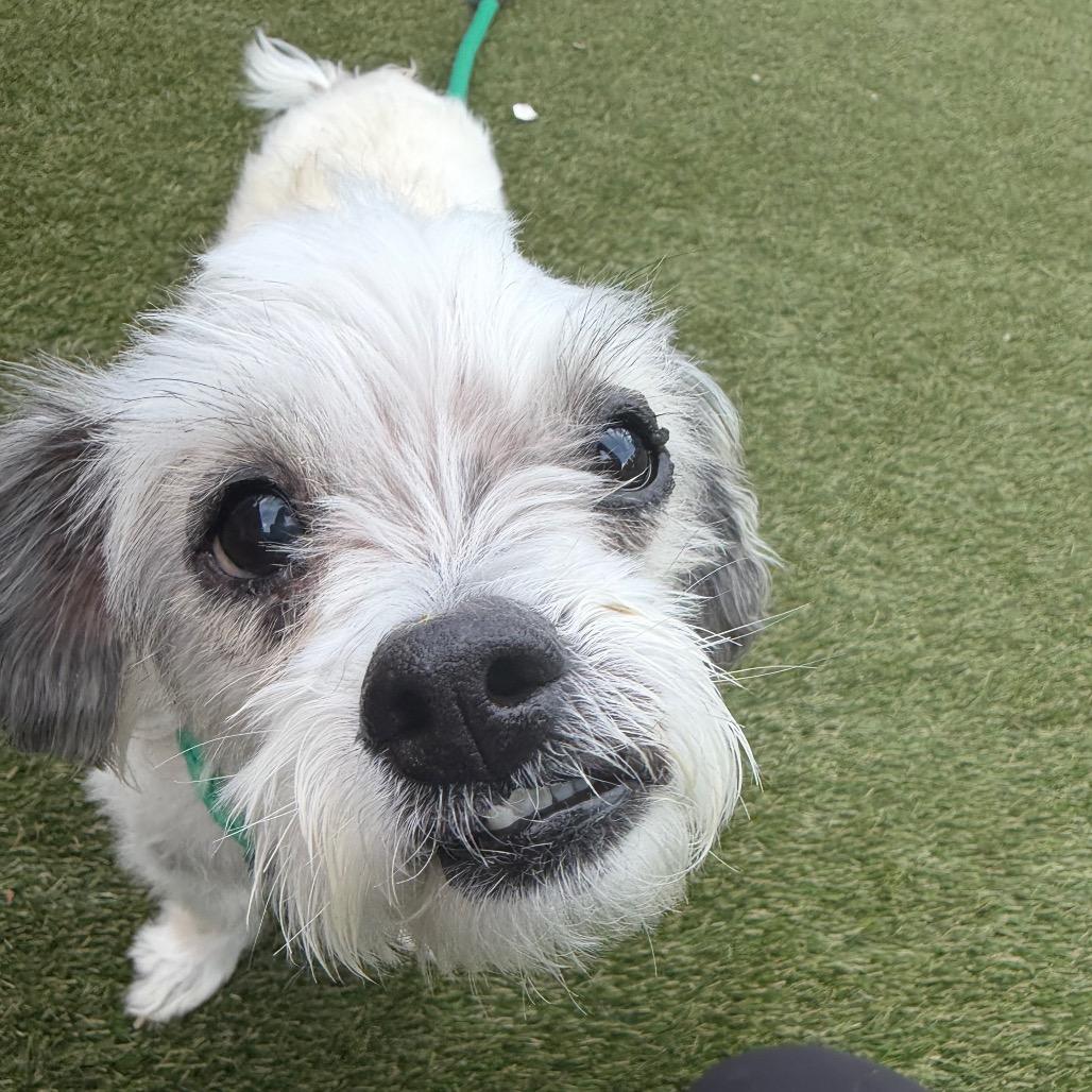 Rocco, Adoptable, Senior Male Mixed Breed.