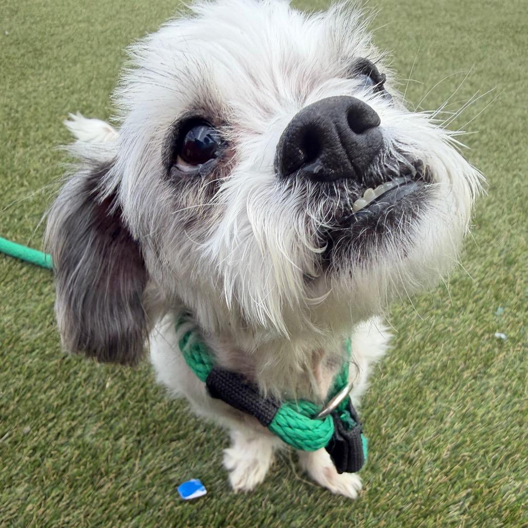 Enlarge Rocco, a Adoptable Mixed Breed in Tunkhannock, PA image 5/6