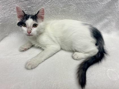 Harper, Adoptable, Kitten Male Domestic Medium Hair & Domestic Short Hair.