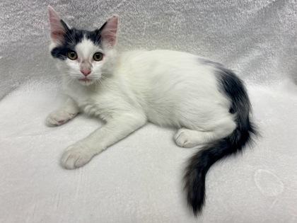 Enlarge Harper, a Adoptable mixed breed in Gray, LA image 1/2