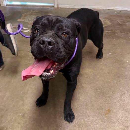 Enlarge 26-985, a Adoptable Cane Corso in Los Banos, CA image 1/1