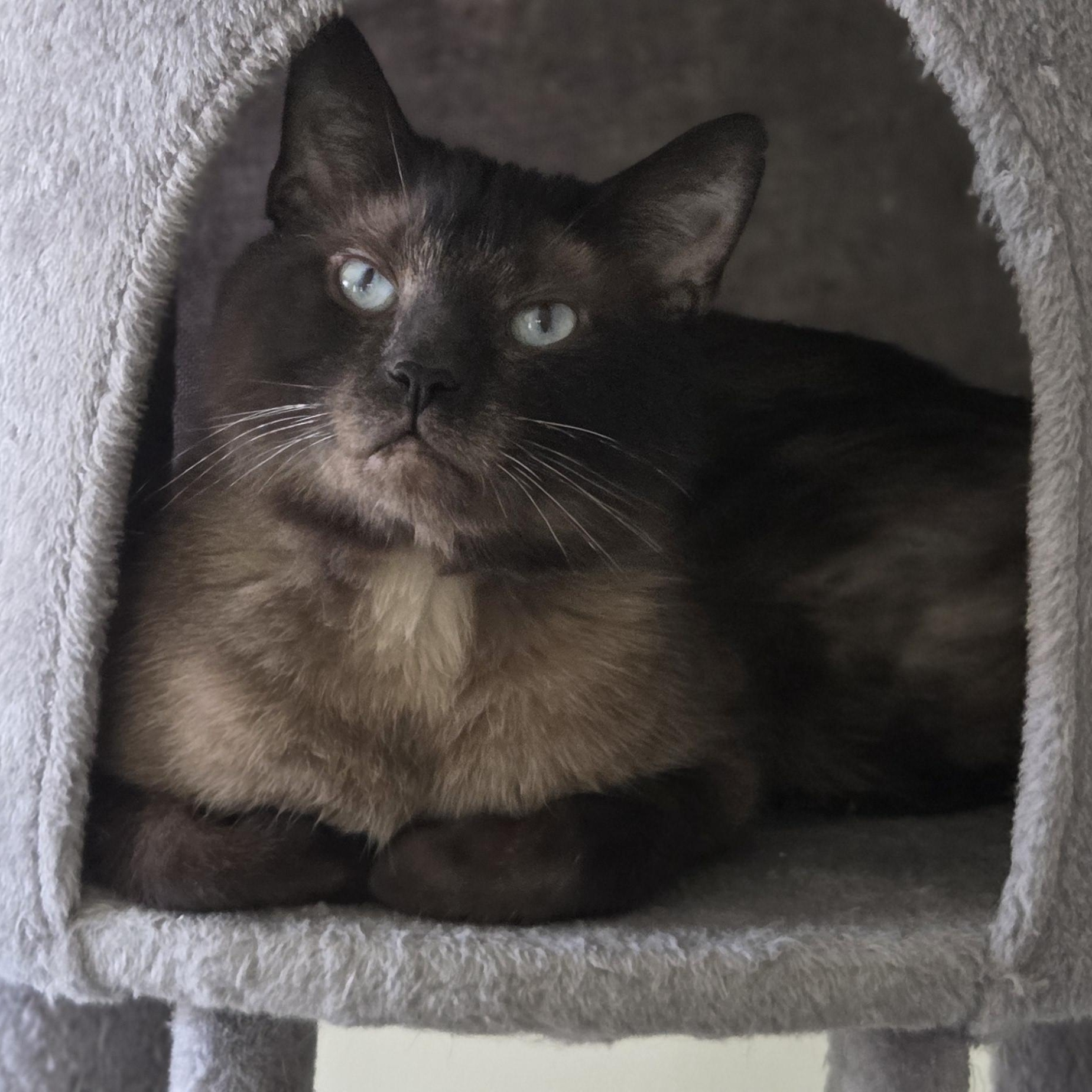 Seal, Adoptable, Adult Male Siamese & Domestic Short Hair.
