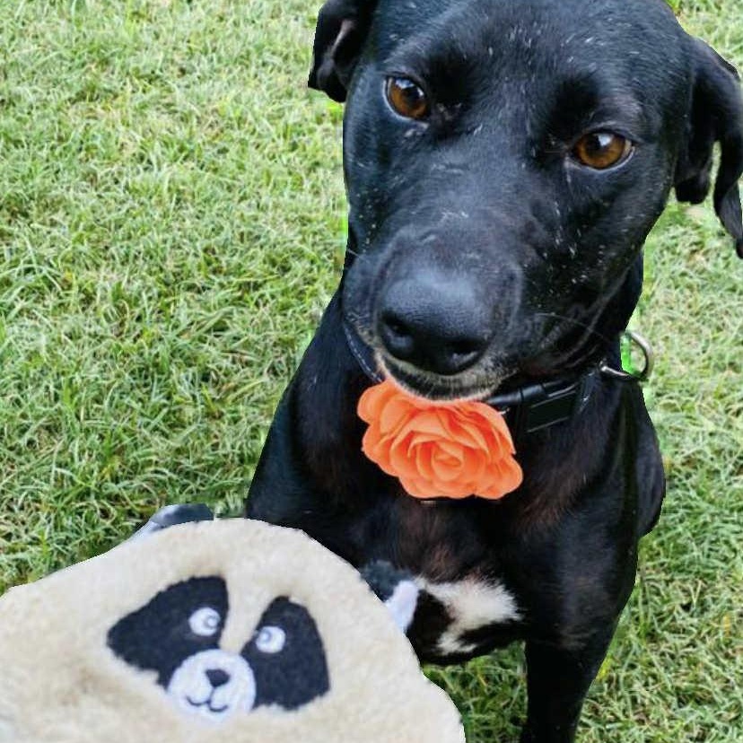 Peach, a Adoptable mixed breed in Cincinnati, OH image 5/6