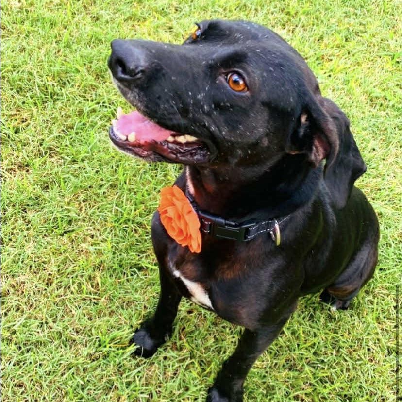 Peach, a Adoptable mixed breed in Cincinnati, OH image 6/6