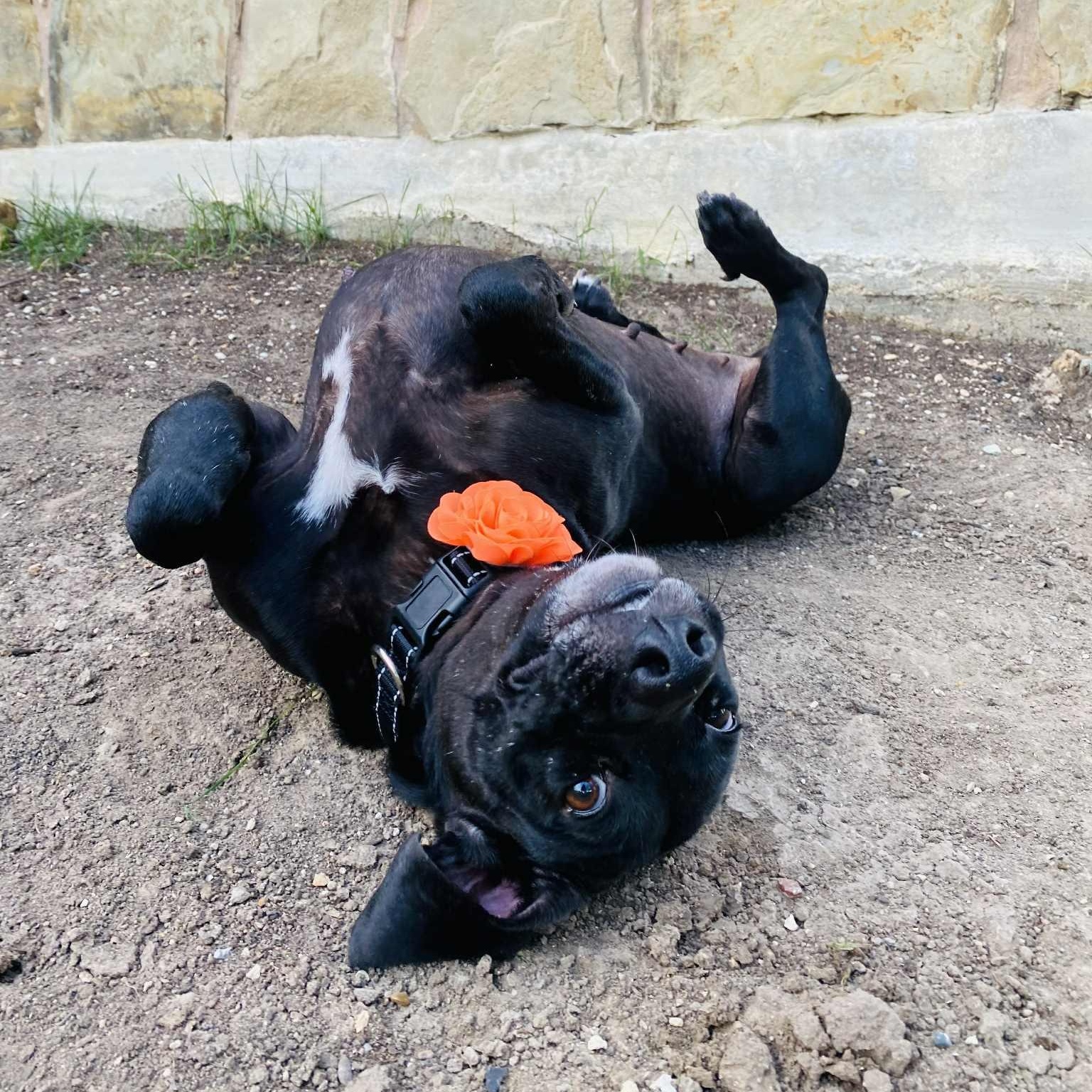 Peach, a Adoptable mixed breed in Cincinnati, OH image 4/6