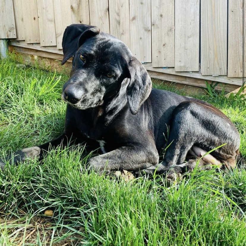 Peach, a Adoptable mixed breed in Cincinnati, OH image 3/6