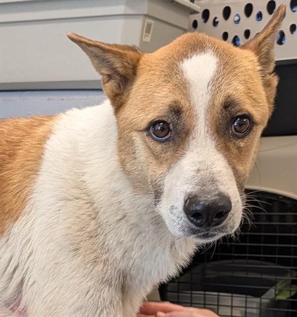 WARREN, Adoptable, Adult Male Anatolian Shepherd & Mixed Breed.