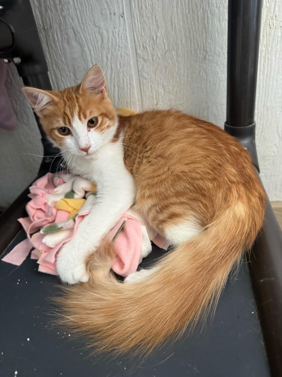 Simon, Adoptable, Young Male Domestic Short Hair.