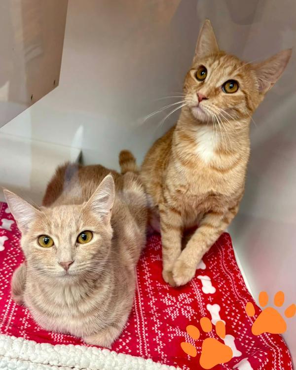 Enlarge Francesca, a Adoptable mixed breed in Novato, CA image 1/2