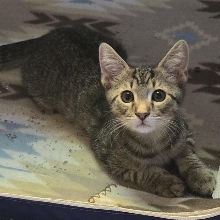Enlarge Pidgey, a Adoptable Domestic Short Hair in Orangevale, CA image 6/6