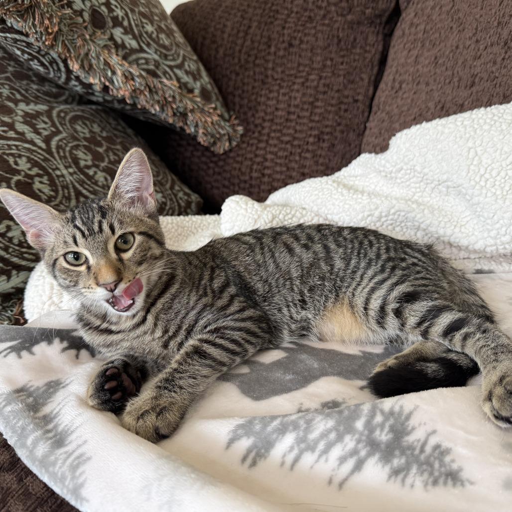 Enlarge Pidgey, a Adoptable Domestic Short Hair in Orangevale, CA image 1/6