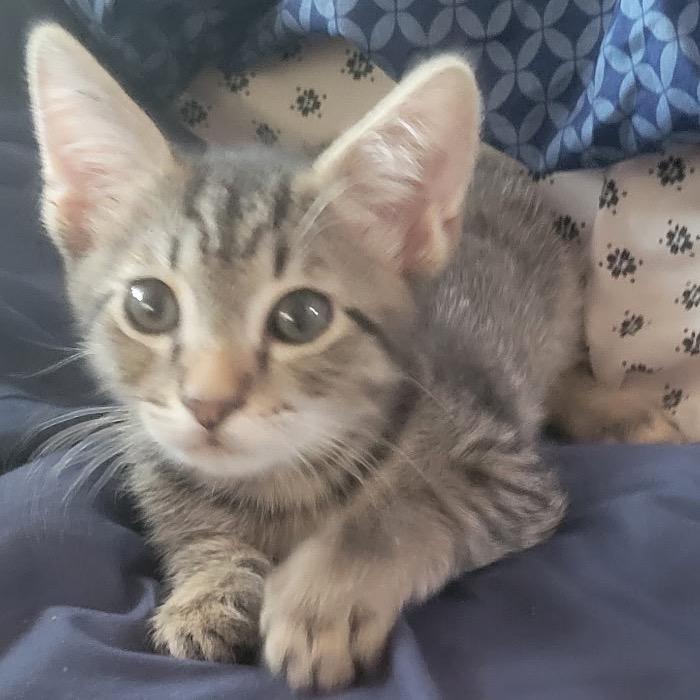 Enlarge Pidgey, a Adoptable Domestic Short Hair in Orangevale, CA image 5/6