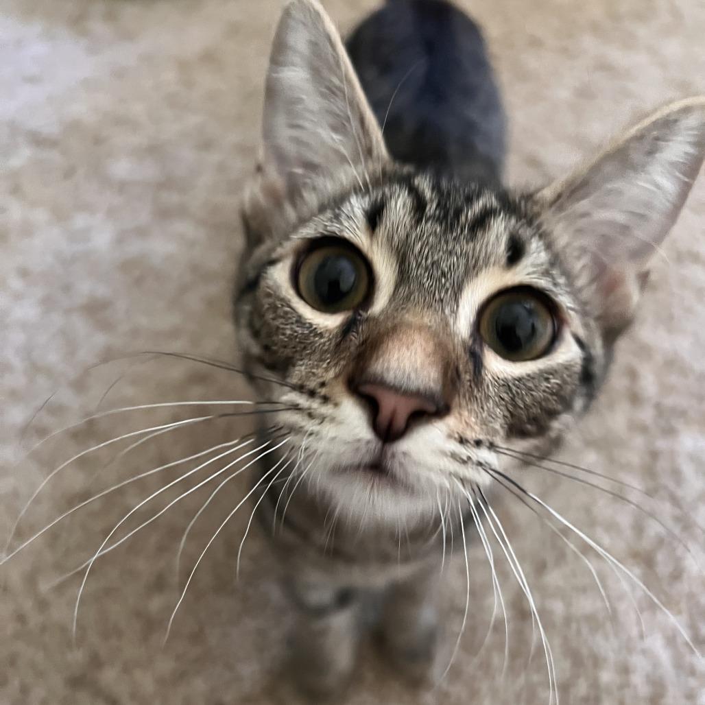 Enlarge Pidgey, a Adoptable Domestic Short Hair in Orangevale, CA image 2/6