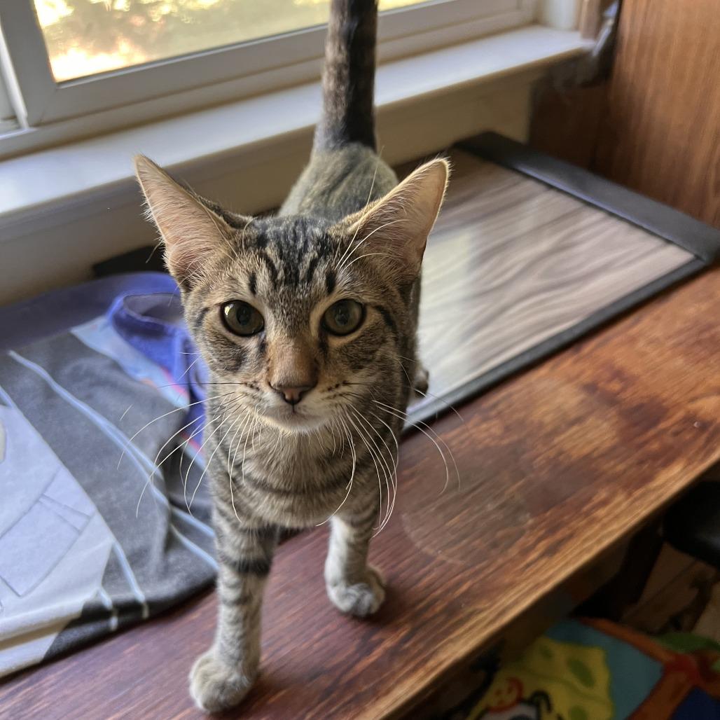 Enlarge Pidgey, a Adoptable Domestic Short Hair in Orangevale, CA image 4/6