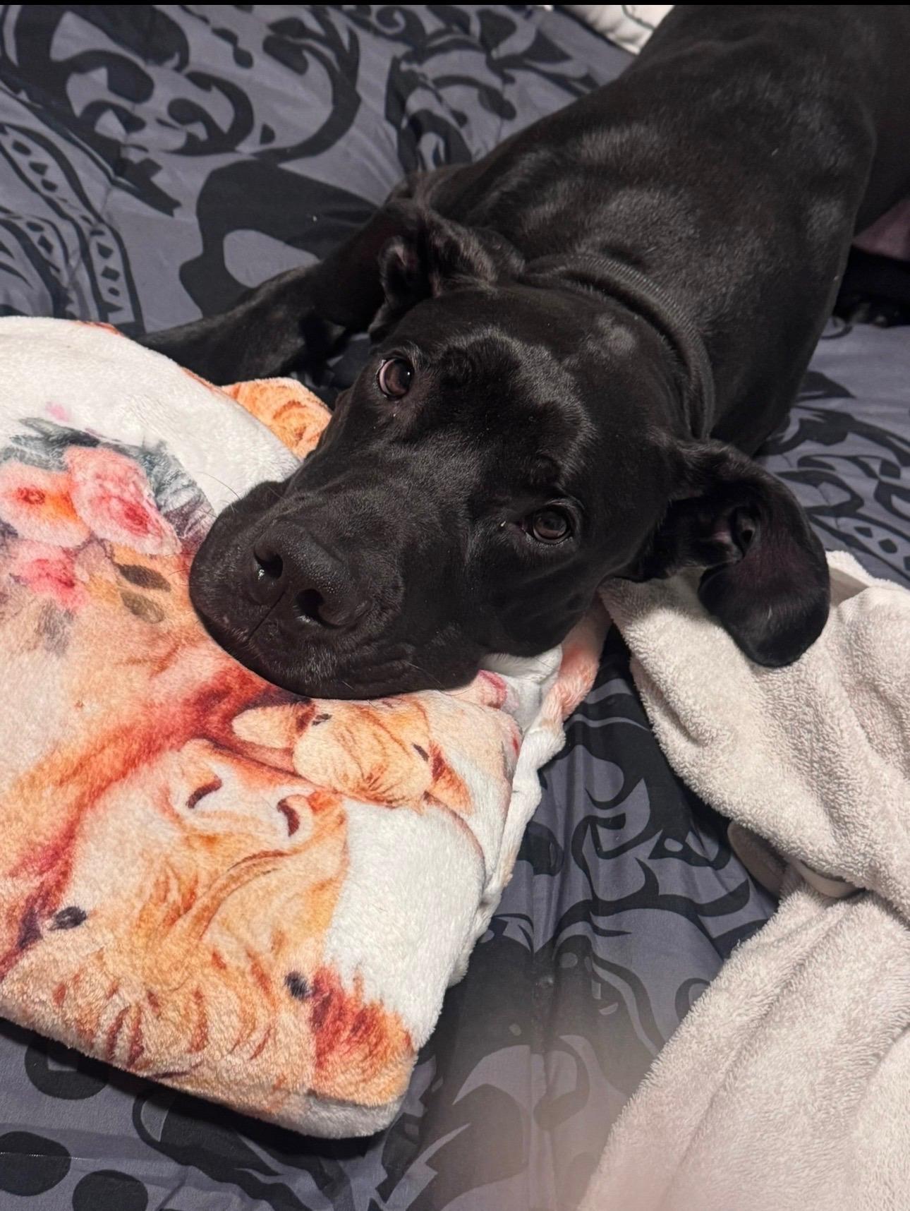 Enlarge Gatsby, a ADOPTABLE Great Dane in Albany, NY image 3/3