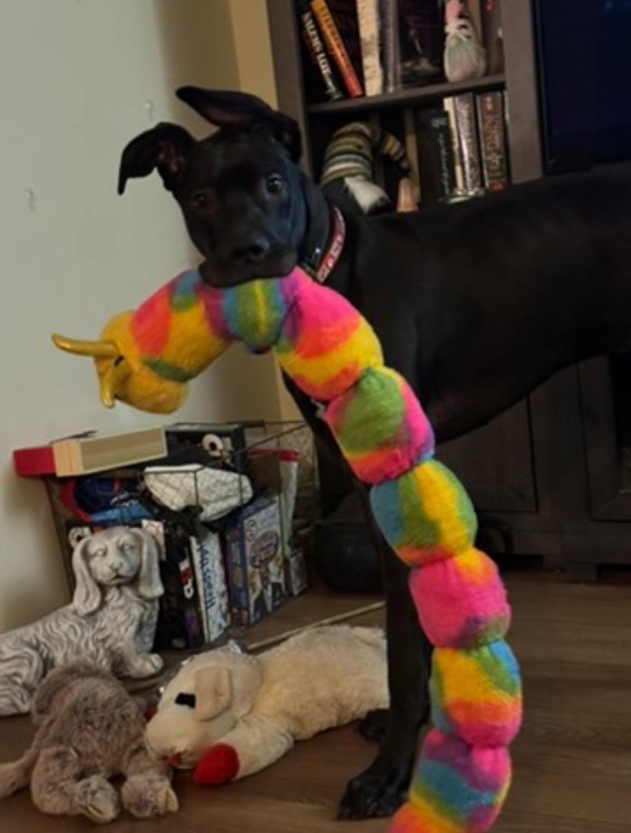 Enlarge Gatsby, a ADOPTABLE Great Dane in Albany, NY image 1/3