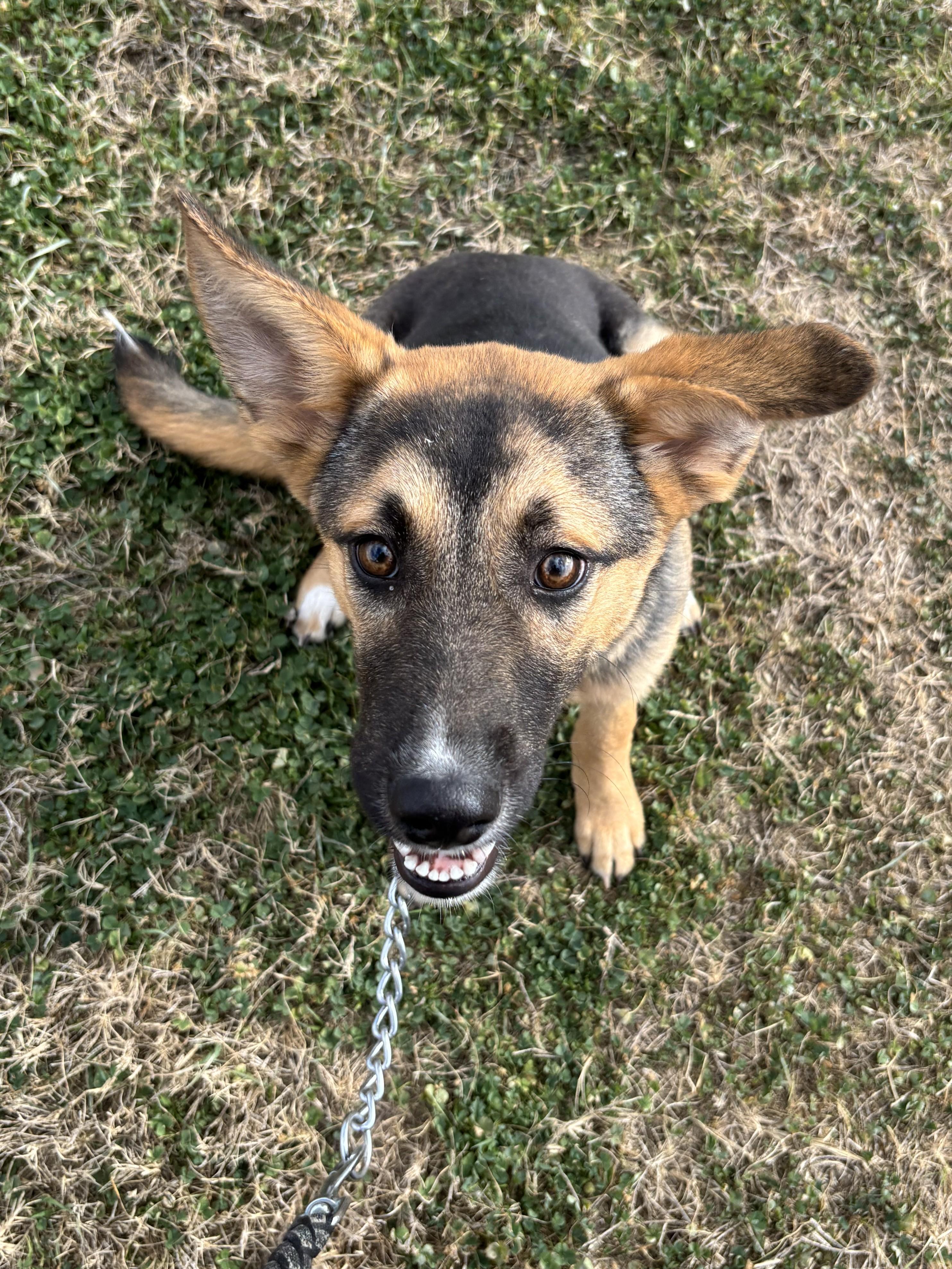 Enlarge Bonita, an adopted mixed breed in Edna, TX image 1/2