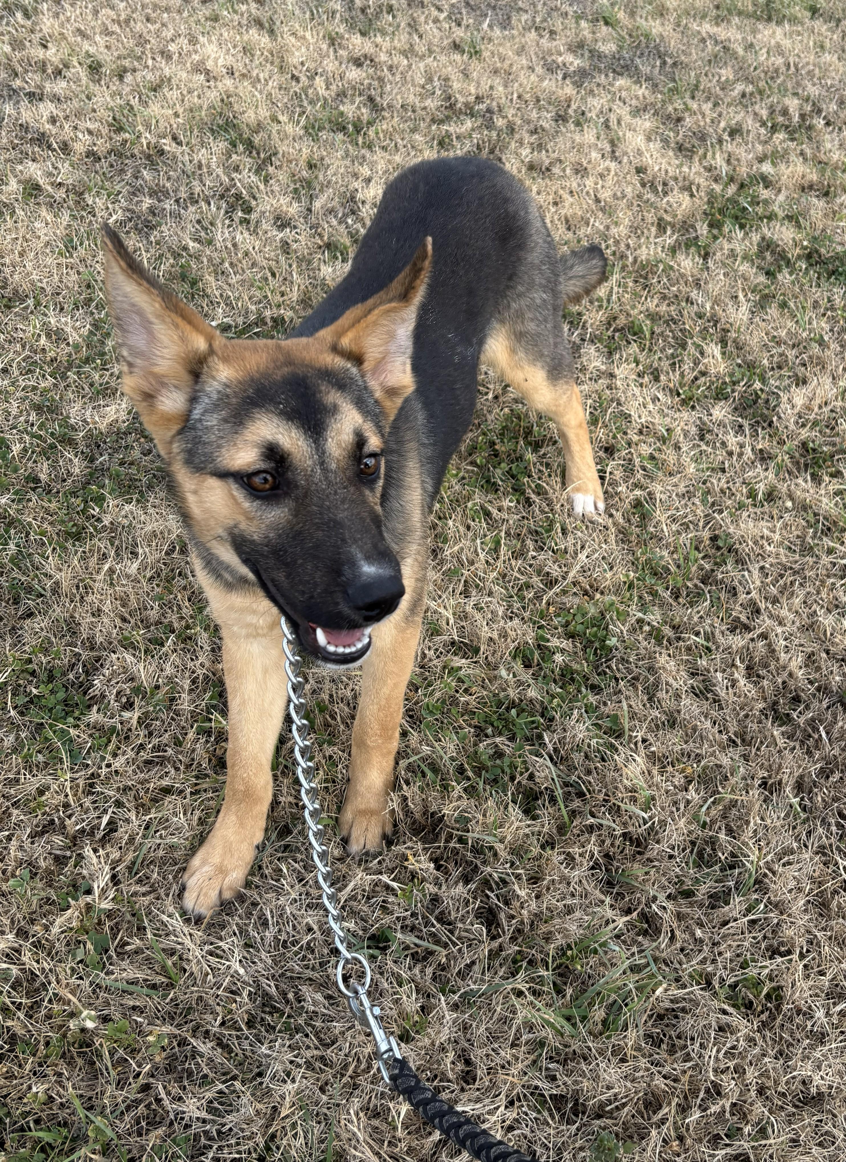 Enlarge Bonita, an adopted mixed breed in Edna, TX image 2/2