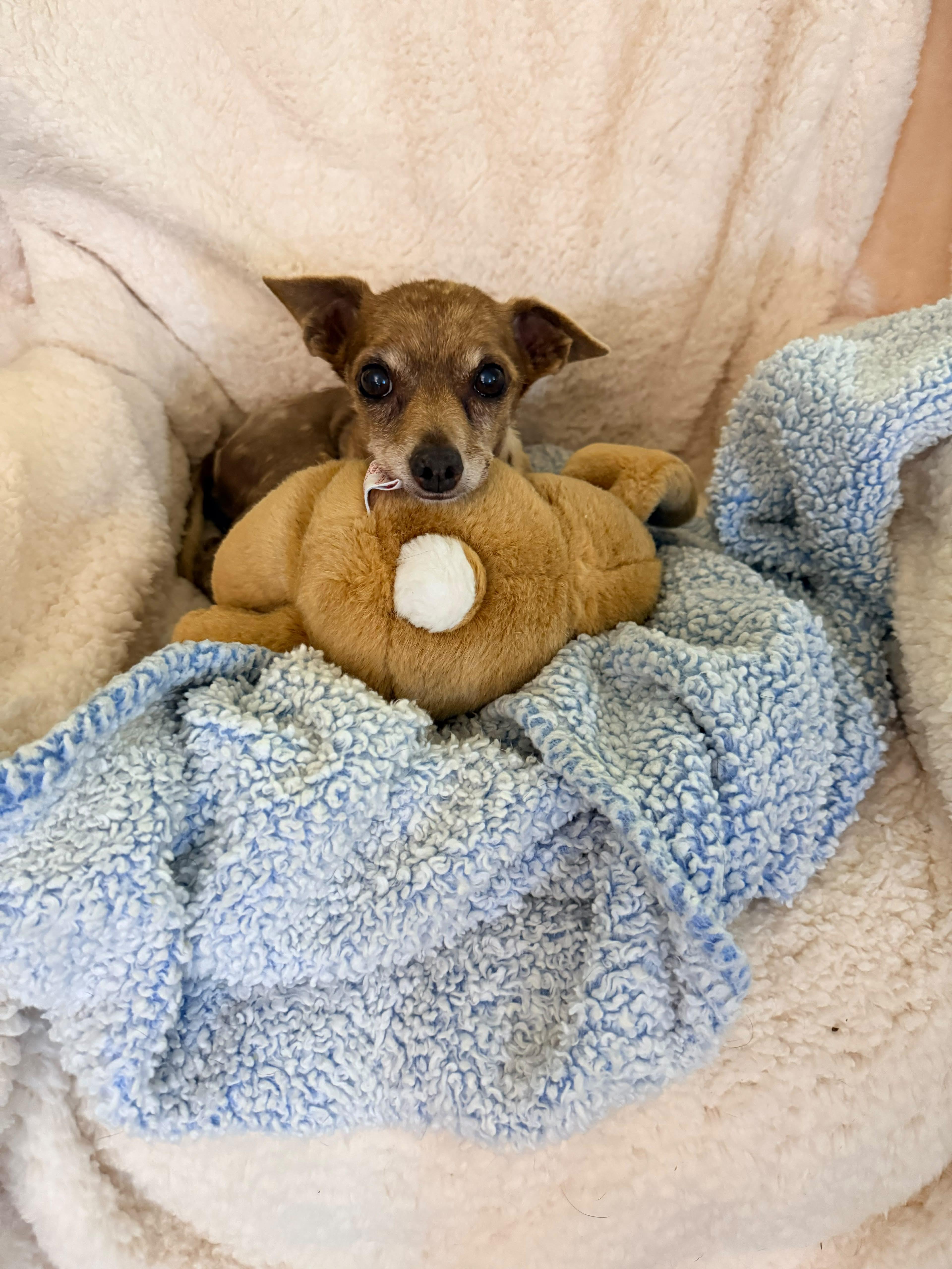 Enlarge Elmer, a Adoptable Chihuahua in San Pedro, CA image 5/5