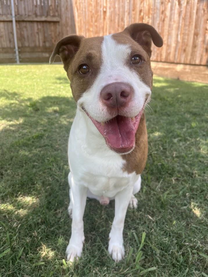 Legend A212567