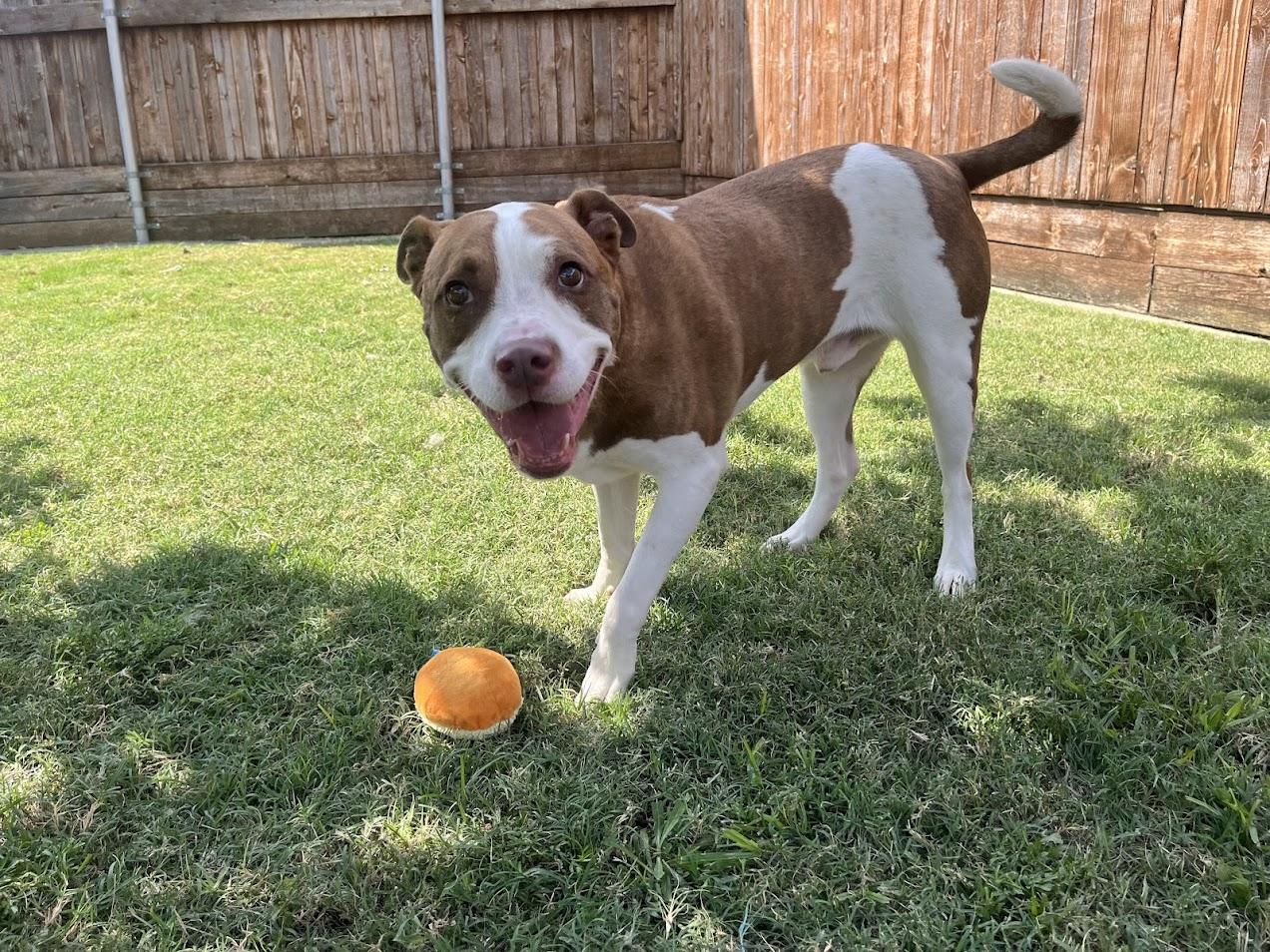 Legend A212567