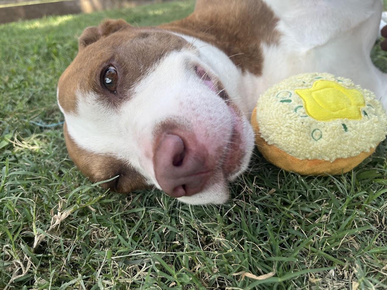 Legend A212567