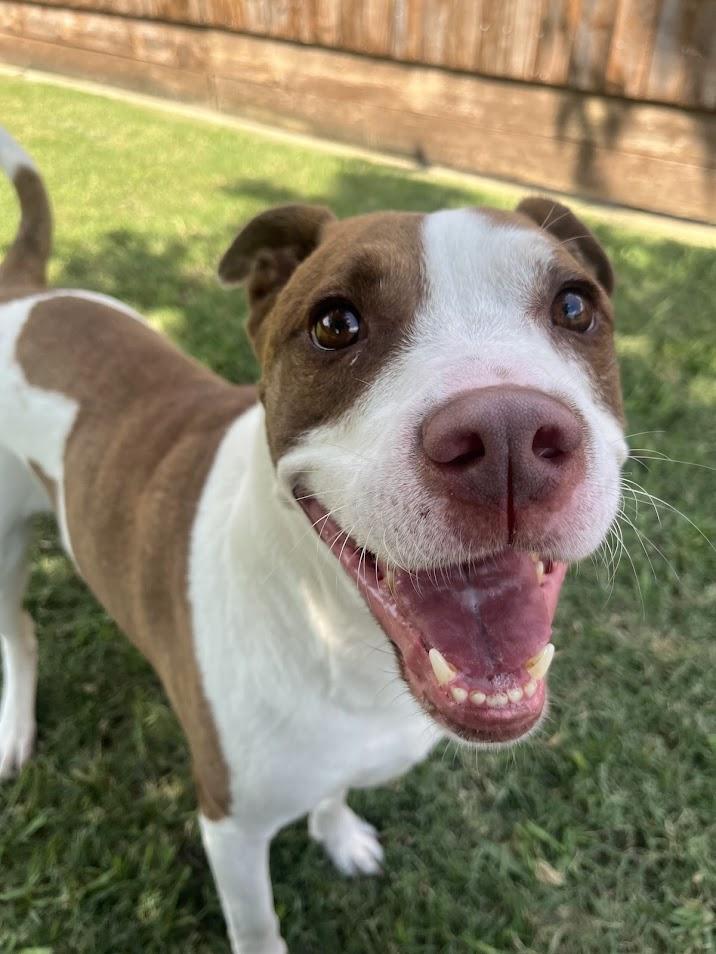 Legend A212567
