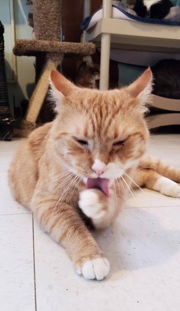 Enlarge Ducky, a Adoptable mixed breed in Cambridge, MD image 1/5