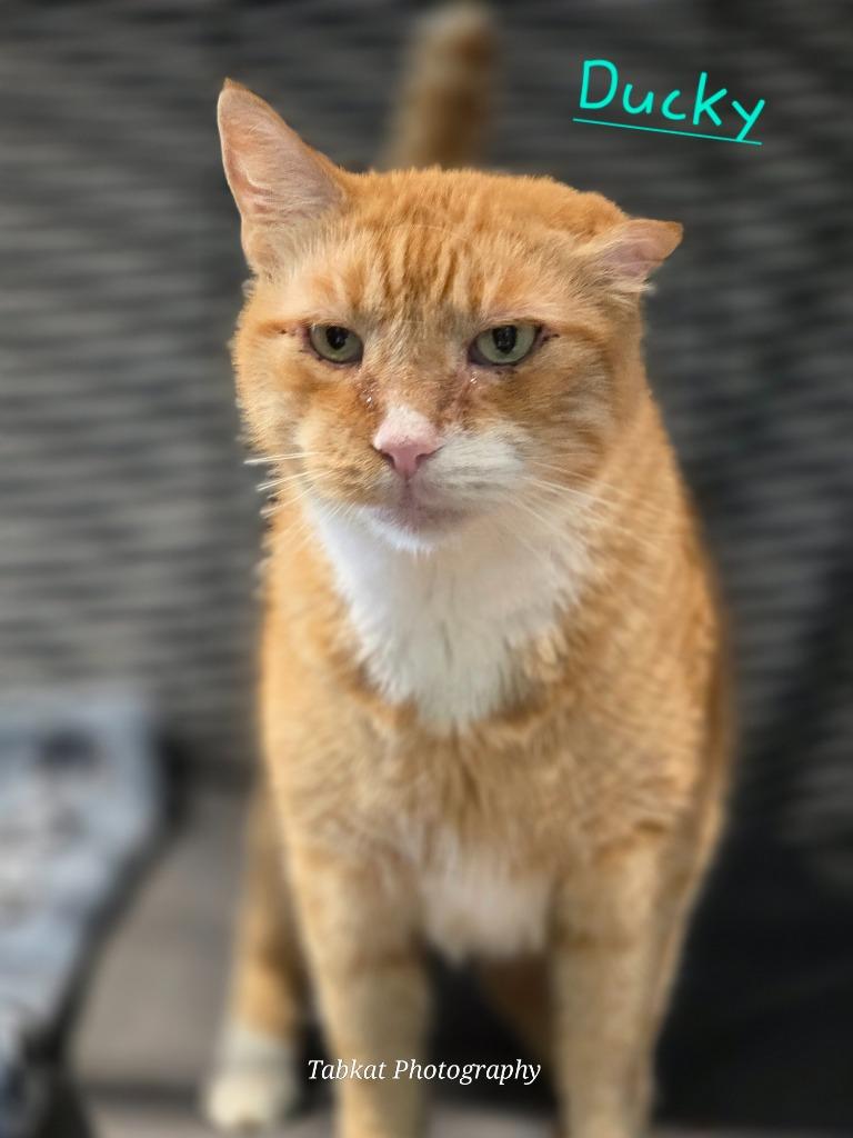 Enlarge Ducky, a Adoptable mixed breed in Cambridge, MD image 2/5