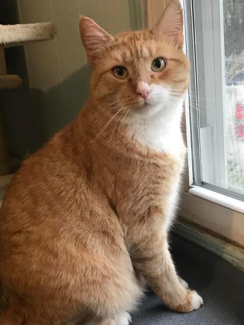 Enlarge Ducky, a Adoptable mixed breed in Cambridge, MD image 3/5