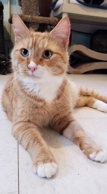 Enlarge Ducky, a Adoptable mixed breed in Cambridge, MD image 4/5