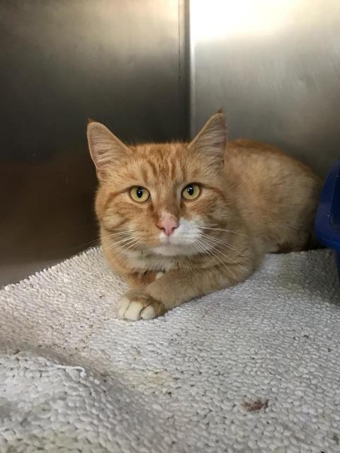 Enlarge Ducky, a Adoptable mixed breed in Cambridge, MD image 5/5