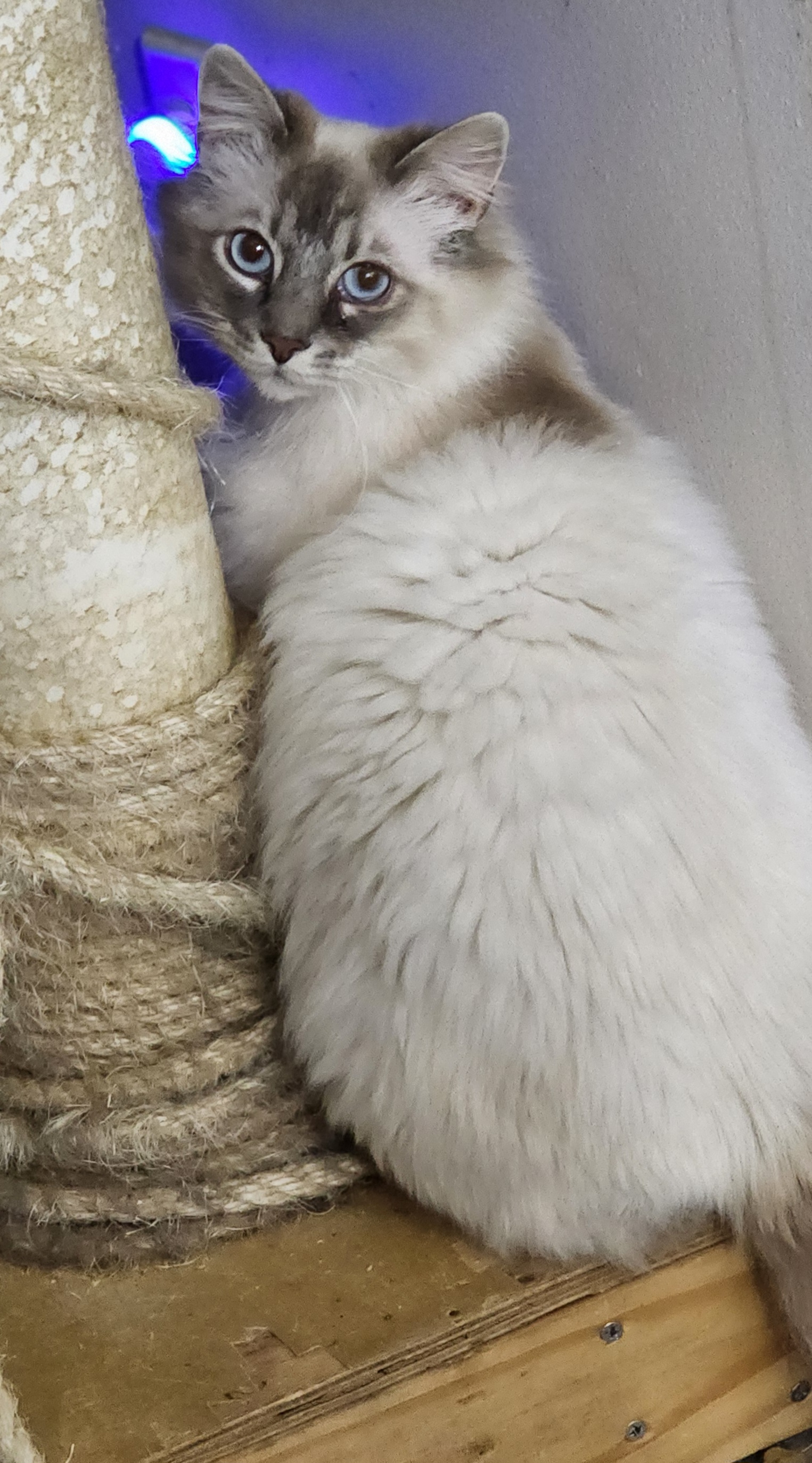 Sebastian, a Adoptable mixed breed in Bristol, TN image 2/2