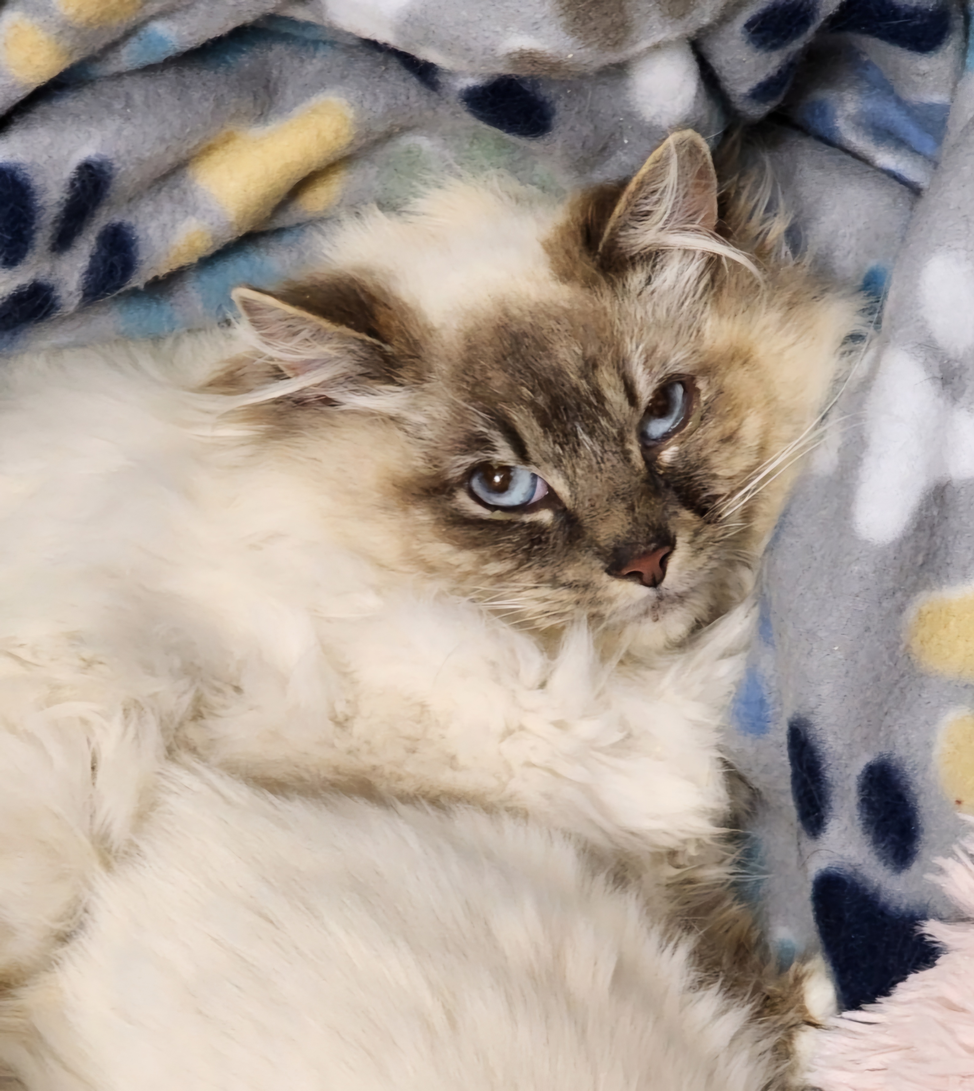 Sebastian, Adoptable, Adult Male Siamese & Domestic Long Hair.