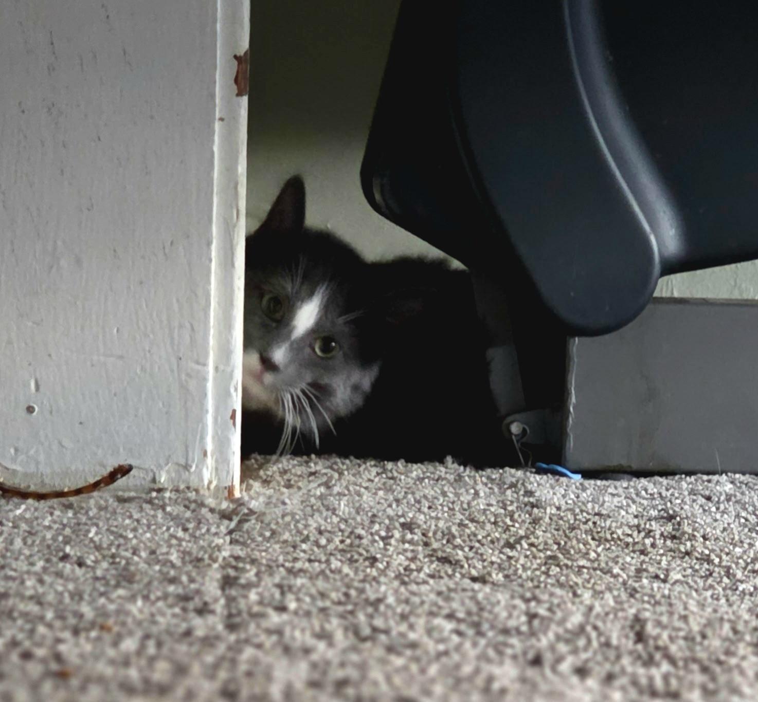 Enlarge Frost, an adopted Domestic Long Hair in Pocatello, ID image 3/3