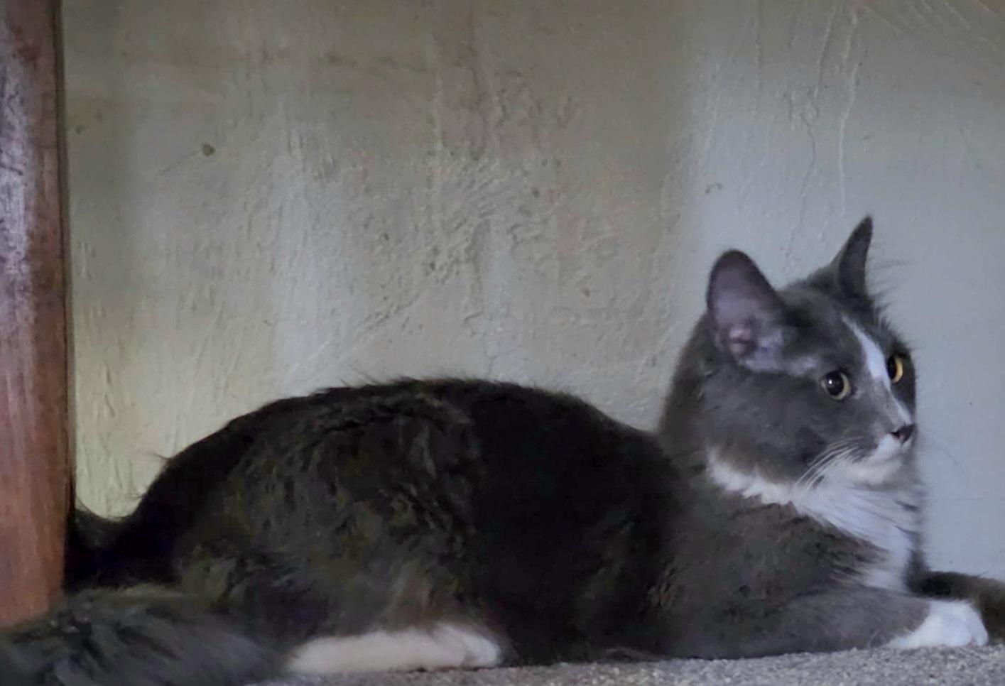 Frost, adopted, Young Male Domestic Long Hair.
