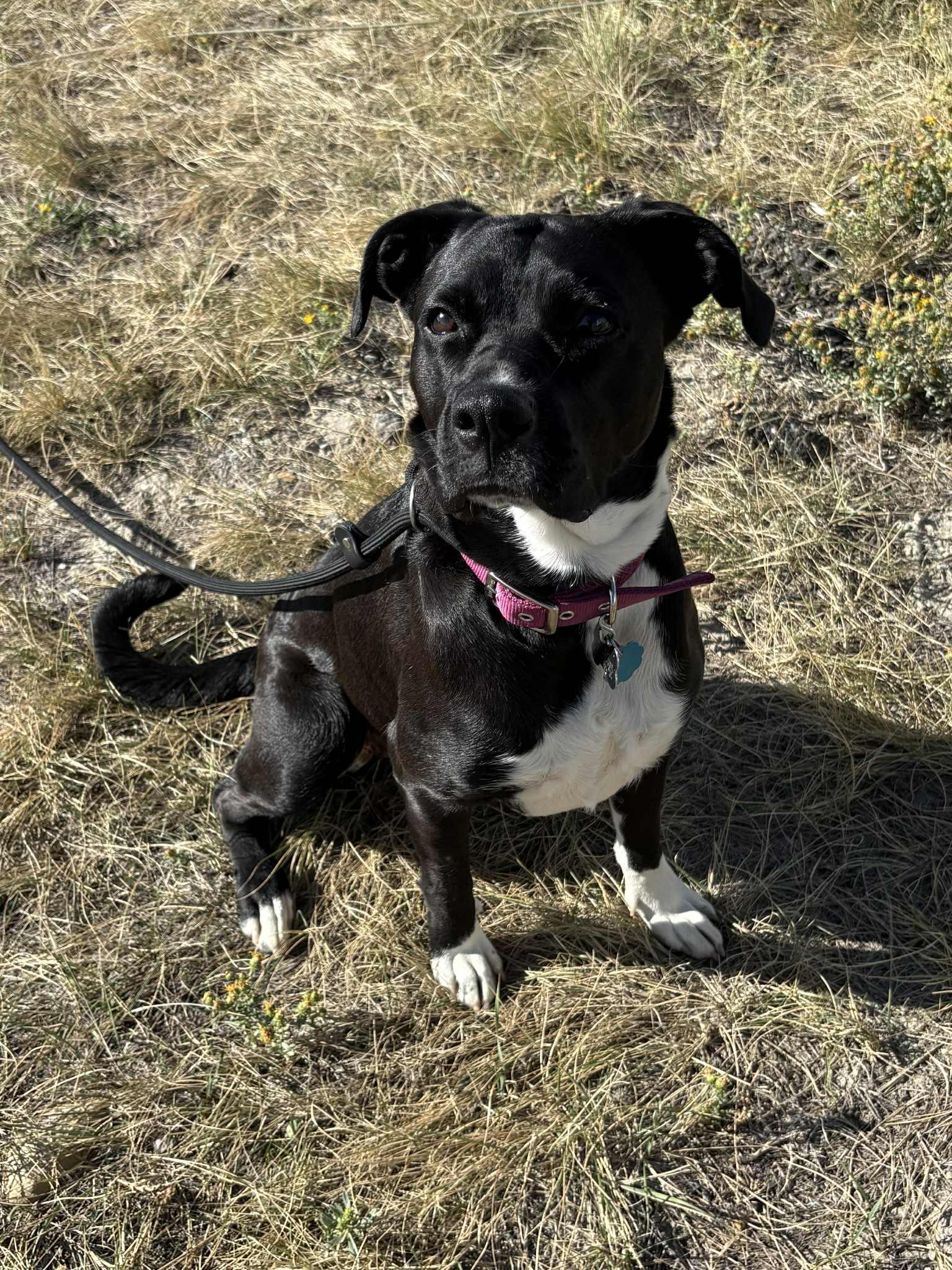 Enlarge Oreo, a Adoptable Boxer in Midway, UT image 1/1