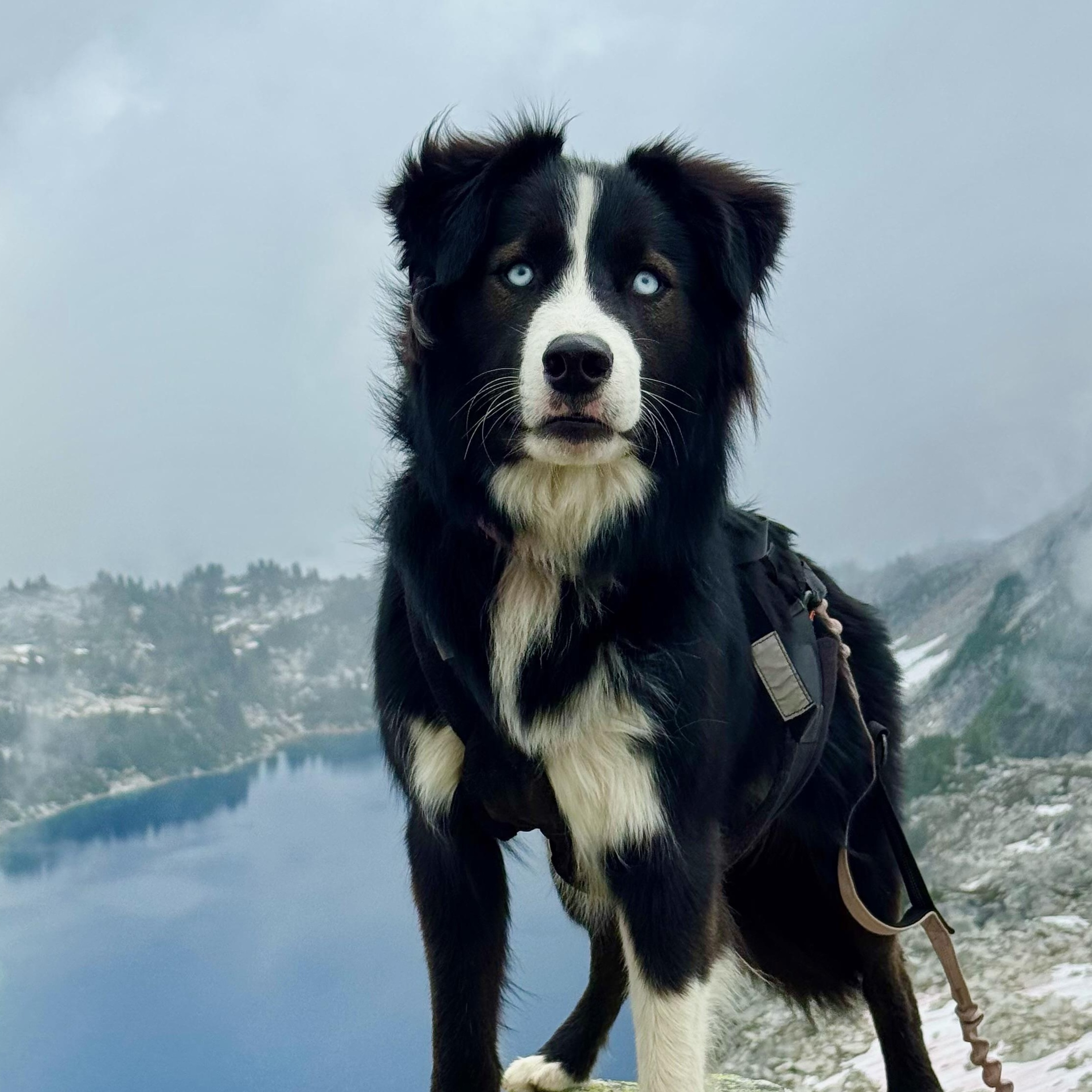 Frankie, an adoptable Border Collie, Old English Sheepdog in Portland, OR, 97219 | Photo Image 1