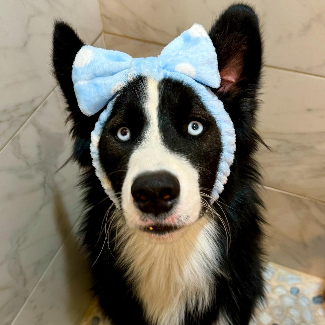 Frankie, an adoptable Border Collie, Old English Sheepdog in Portland, OR, 97219 | Photo Image 4