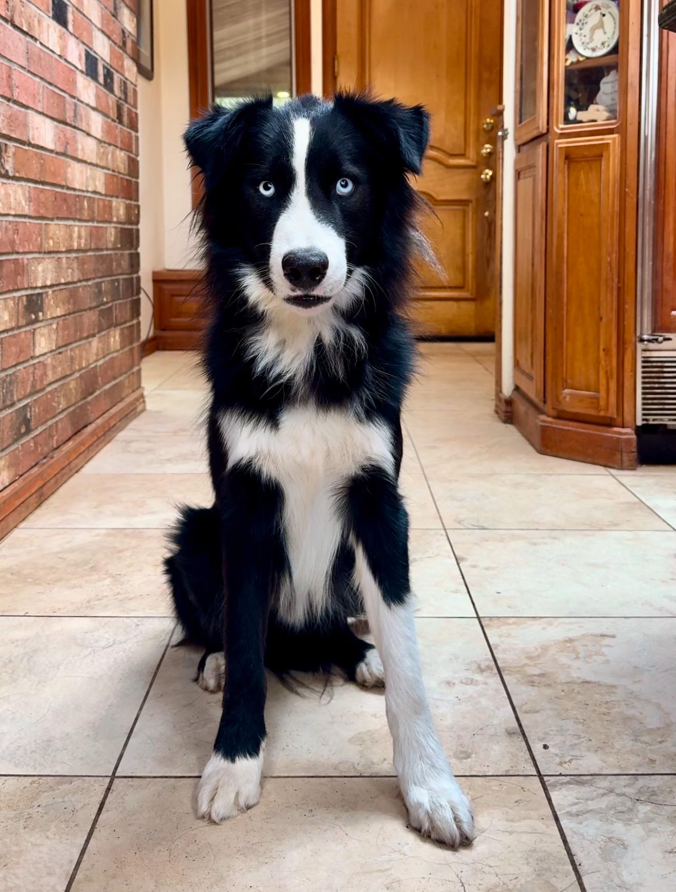 Frankie, an adoptable Border Collie, Old English Sheepdog in Portland, OR, 97219 | Photo Image 5