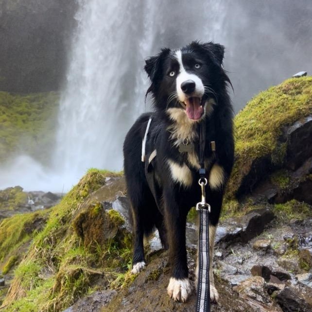 Frankie, an adoptable Border Collie, Old English Sheepdog in Portland, OR, 97219 | Photo Image 3