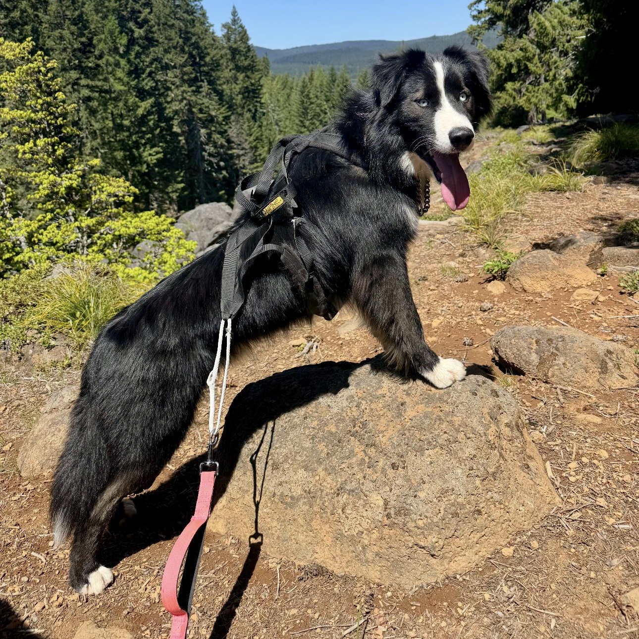 Frankie, an adoptable Border Collie, Old English Sheepdog in Portland, OR, 97219 | Photo Image 6