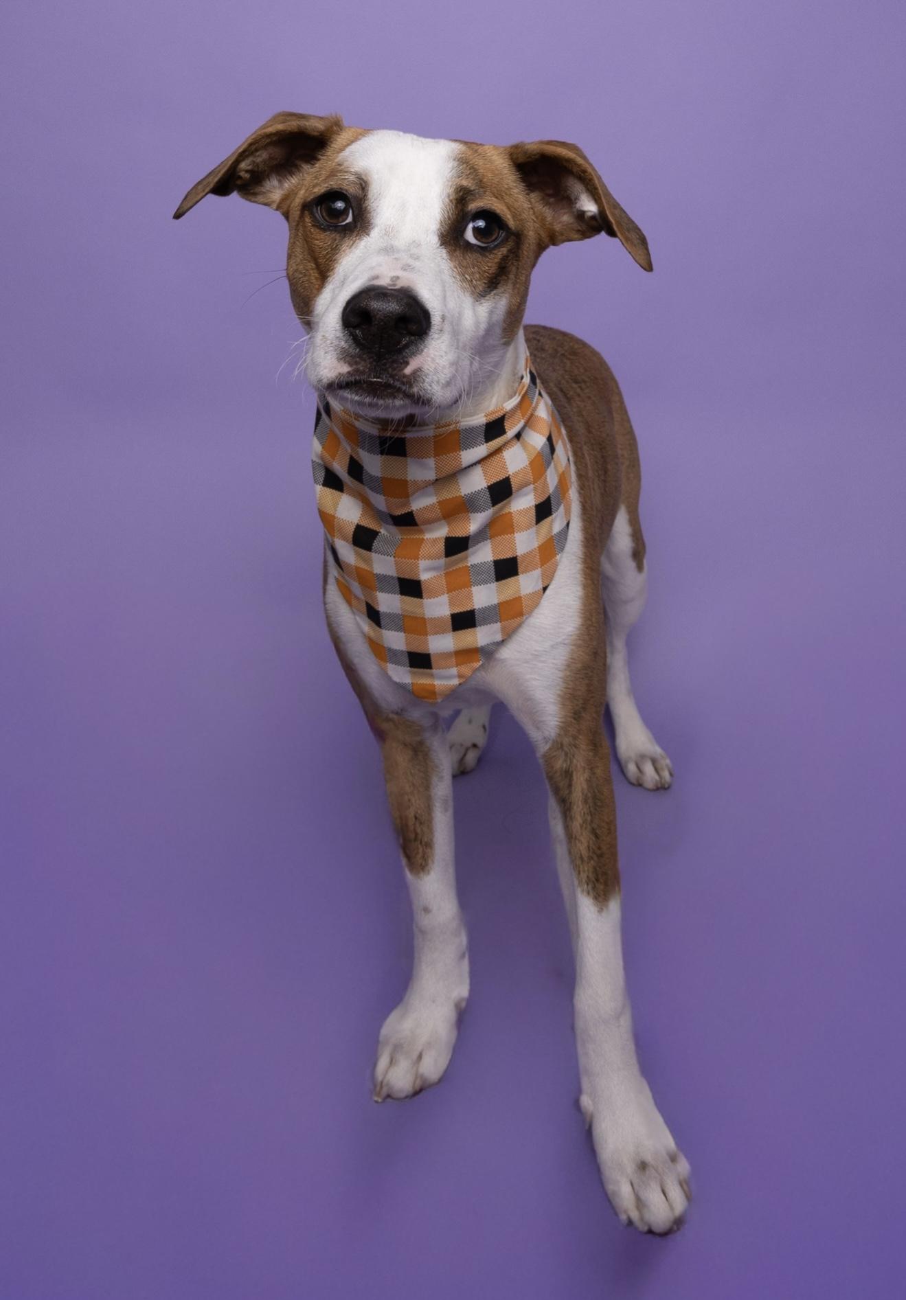 Enlarge Ben, a Adoptable mixed breed in Lodi, CA image 2/4