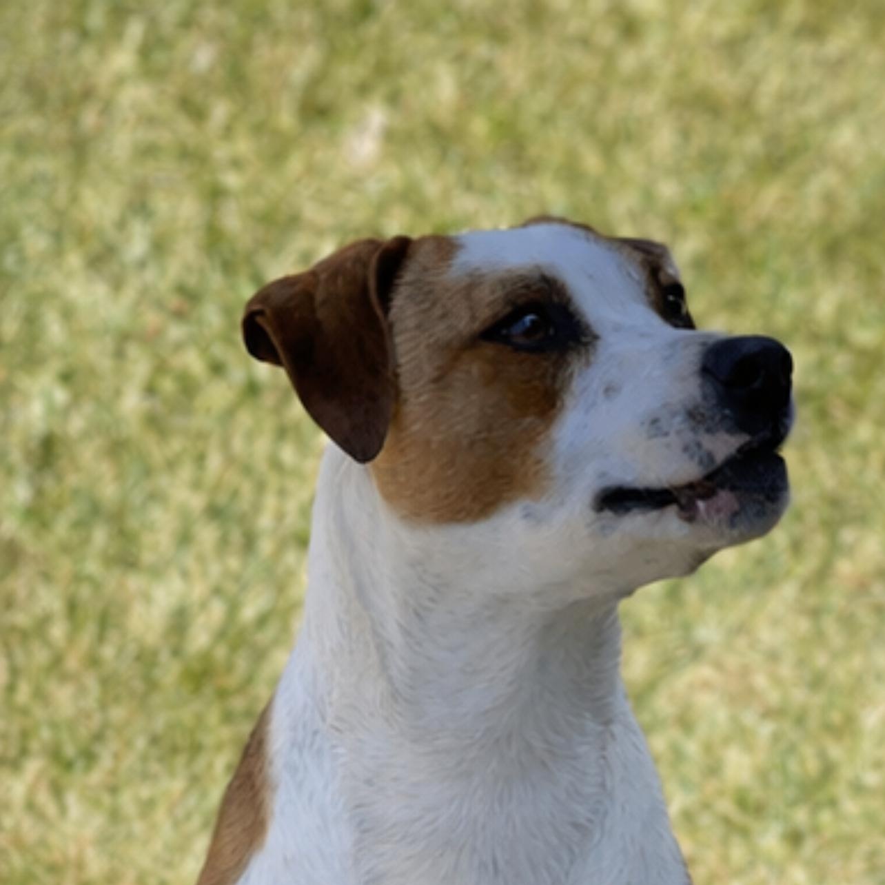 Enlarge Ben, a Adoptable mixed breed in Lodi, CA image 1/5