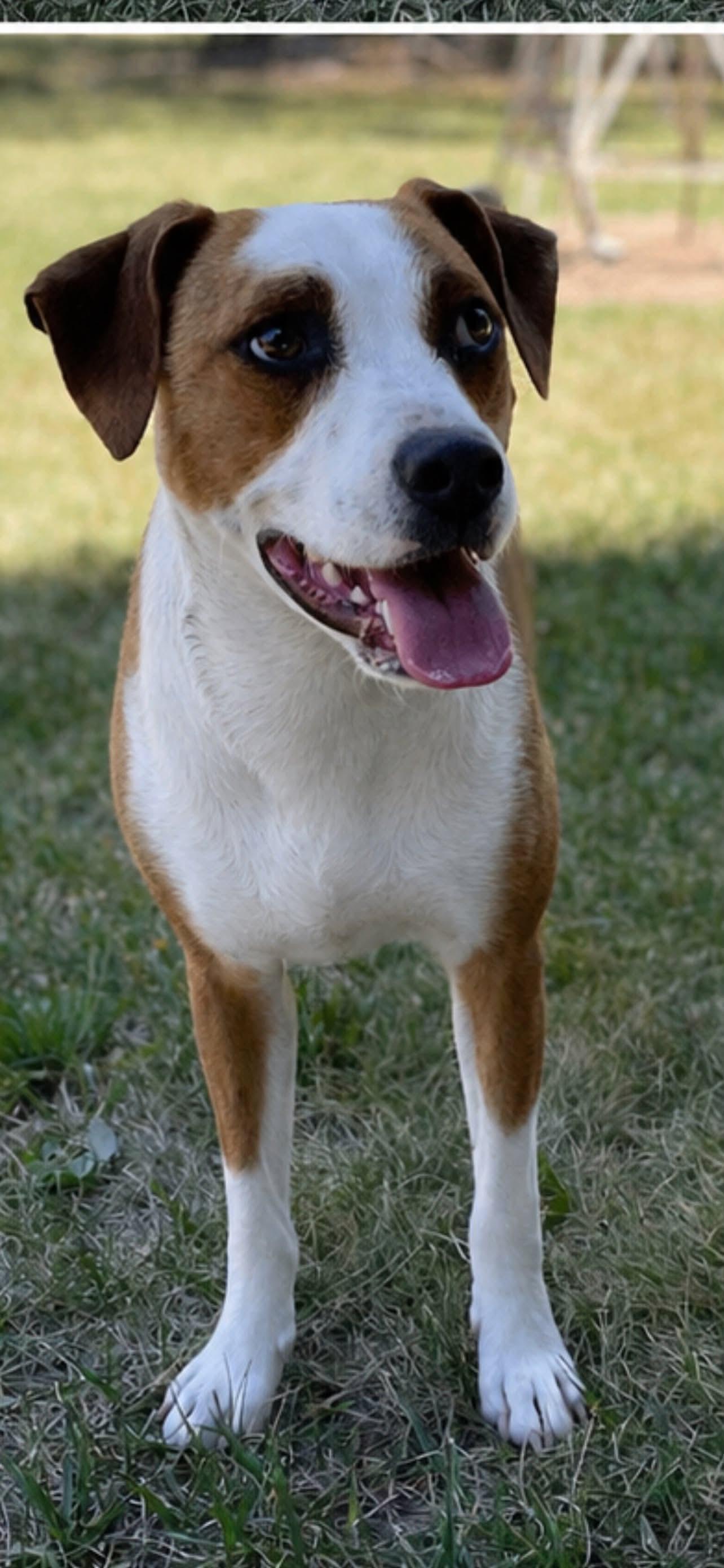 Enlarge Ben, a Adoptable mixed breed in Lodi, CA image 5/5