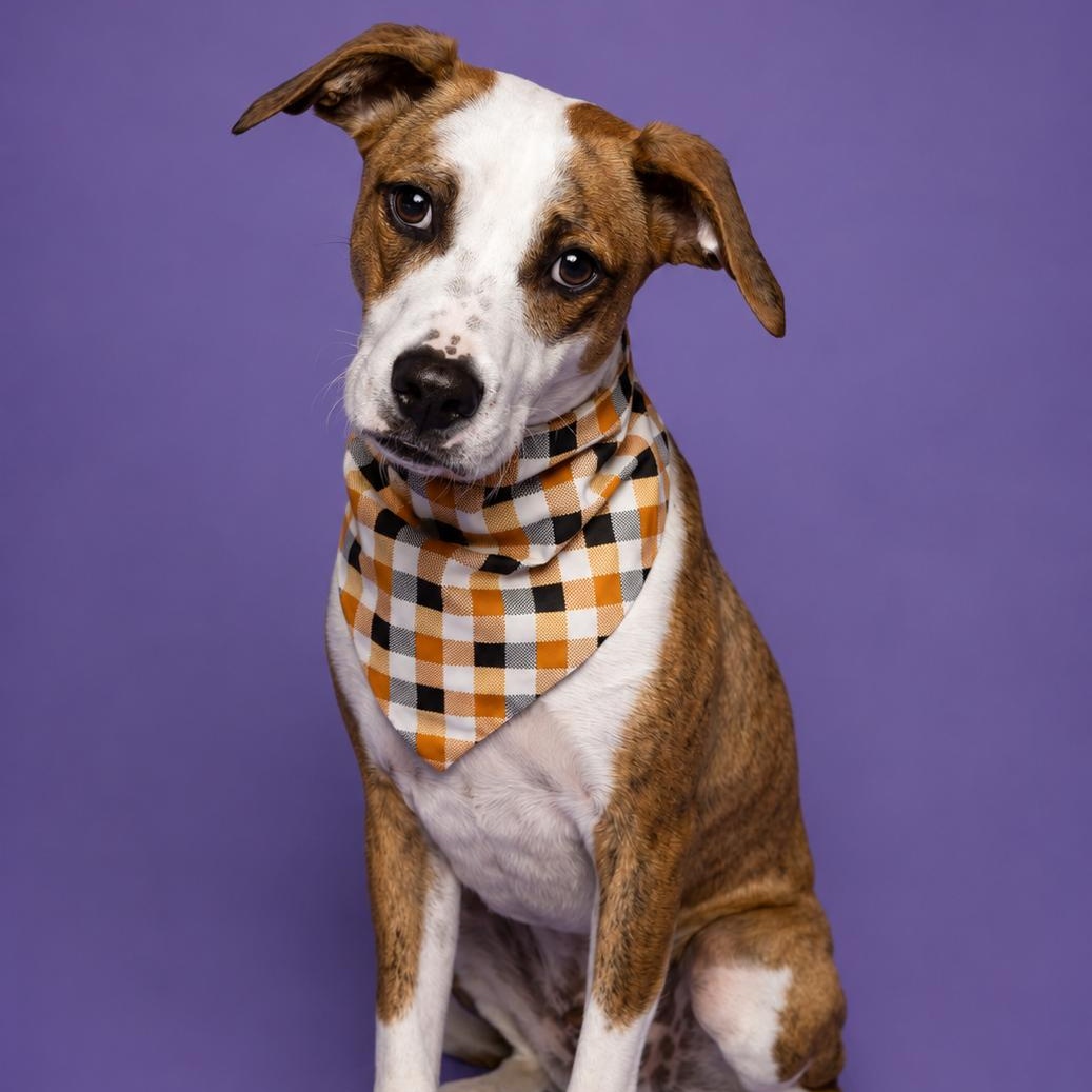 Ben, Adoptable, Young Male Staffordshire Bull Terrier & Pit Bull Terrier.